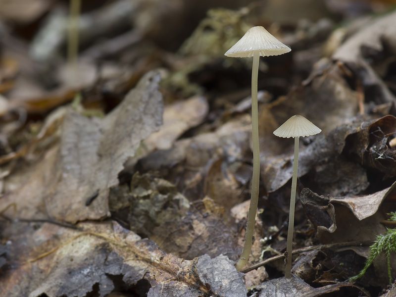 Mycena vitilis